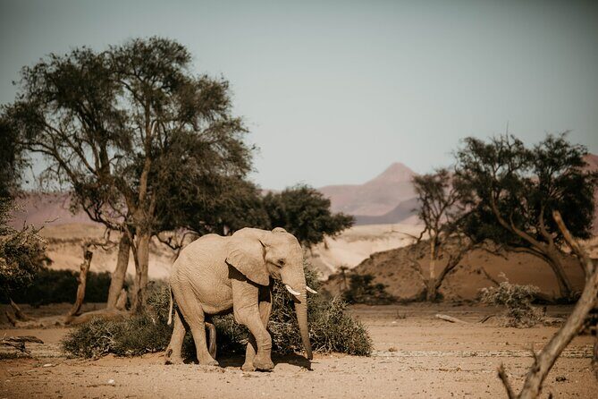 10 Day Discover Namibia Small Group Safari - From Windhoek into the Namib Desert: Elim Dunes and that first “wow”