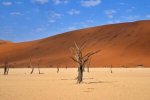 10 Day Discover Namibia Small Group Safari - Sossusvlei and Dead Vlei: the hike you’ll remember (and Big Daddy if you feel brave)