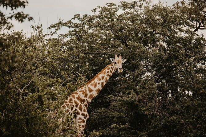 10 Day Discover Namibia Small Group Safari - Solitaire, Capricorn, and the coastal shift to Swakopmund