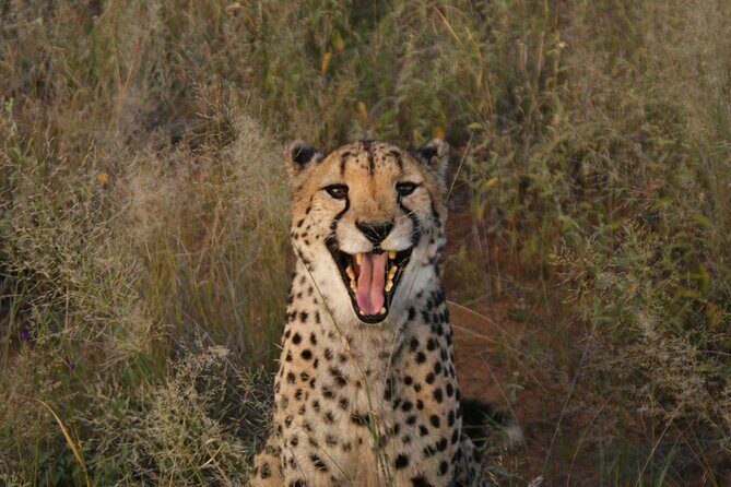 10 Day Discover Namibia Small Group Safari - Skeleton Coast to Damaraland: shipwreck shock and desert conservancy life
