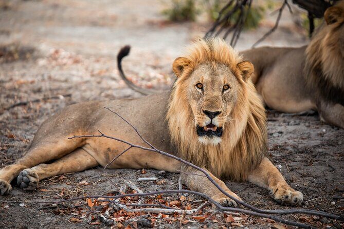 10 Day Discover Namibia Small Group Safari - Desert elephants and Twyfelfontein: two different kinds of awe