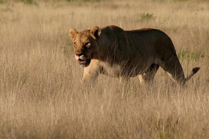 10-Day Namibia Highlights Guided Tour from Windhoek - Windhoek start makes this Namibia route feel doable