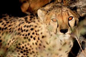 10-Day Namibia Highlights Guided Tour from Windhoek - Namib Desert Day 1: Spreetshoogte Pass and lunch in Solitaire
