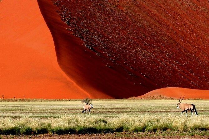 10-Day Namibia Highlights Guided Tour from Windhoek - Etosha Pan game drives: three days of real wildlife time