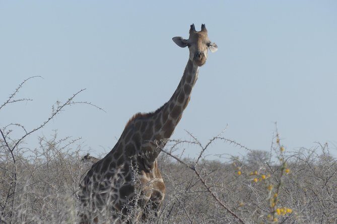 10 Namibia Adventures - Windhoek start: a fast orientation before the road