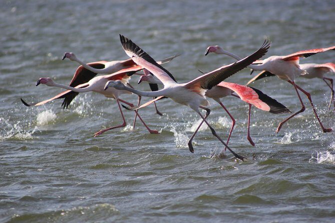 11 Days Small Group Namibia Experience Fully Accommodated Tour - Skeleton Coast to Damaraland: Seals at Cape Cross, Stones in Uis, Rock Art at Twyfelfontein