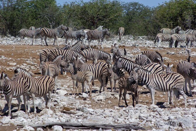 11 Days Small Group Namibia Experience Fully Accommodated Tour - Palmwag: Tracking Rhinos with Local Rangers and a Lodge Built for Wildlife Encounters