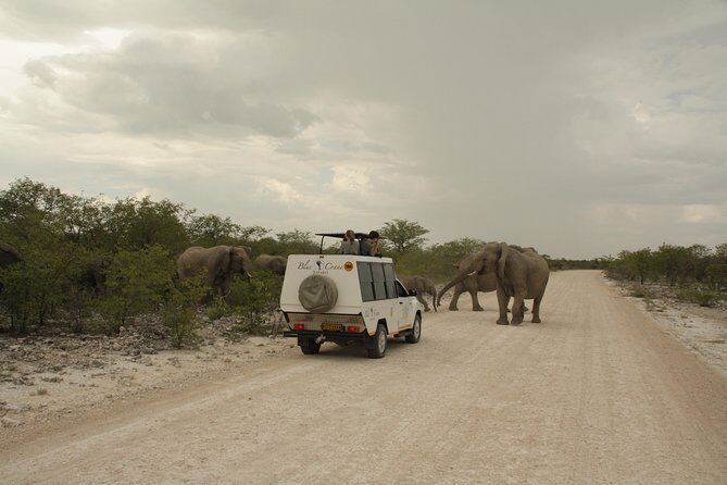 11 Days Small Group Namibia Experience Fully Accommodated Tour - Etosha: Himba Culture, Waterholes, and Watching the Pan Turn Magical