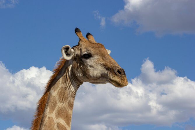 11 Days Small Group Namibia Experience Fully Accommodated Tour - Okonjima and AfriCat: Cheetah Conservation Plus Education Time