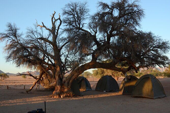12 Day Classic Namibia Camping Safari - Skeleton Coast to Cape Cross: foggy coast energy and seal chaos (in a good way)