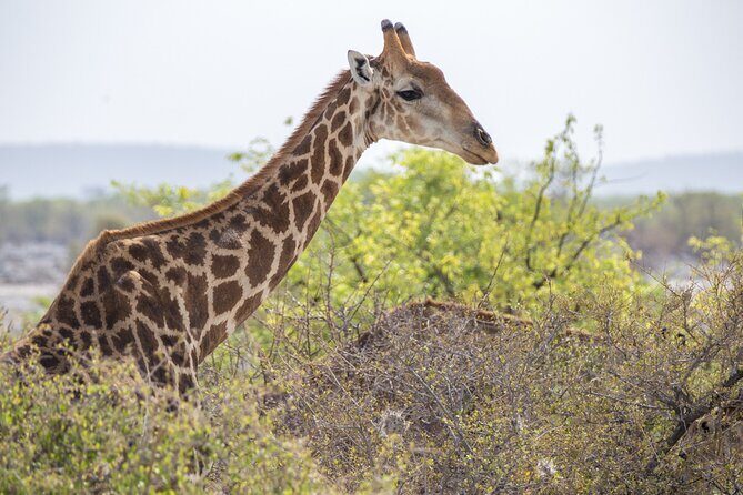 12 Day Classic Namibia Camping Safari - Starting in Windhoek: Chameleon Safaris, group size, and what you’re really paying for