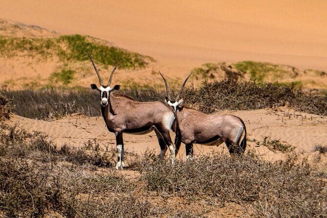 2 Day Scenic Sossusvlei Adventure Tour in Namibia - Dune 45, plus Dune 40 photos: sand sculpting at close range