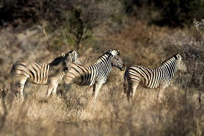 3 Day Camping tour at Etosha National Park - Food and schedule: what the included meals let you do