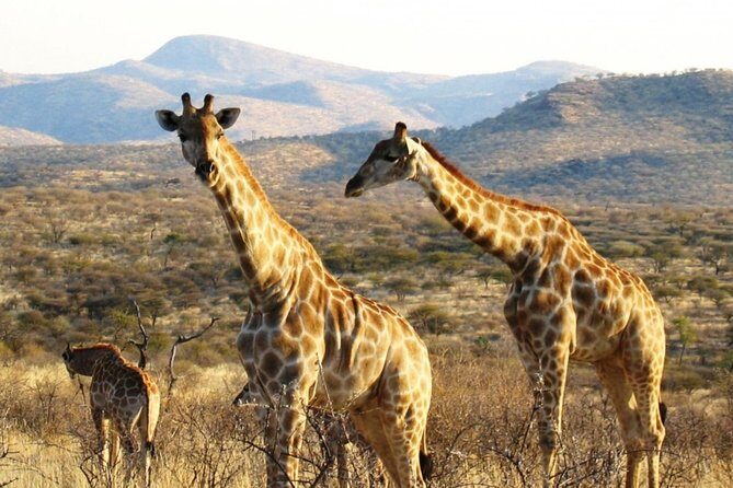 3 Day Camping tour at Etosha National Park - Price and value: is $850 per person worth it?