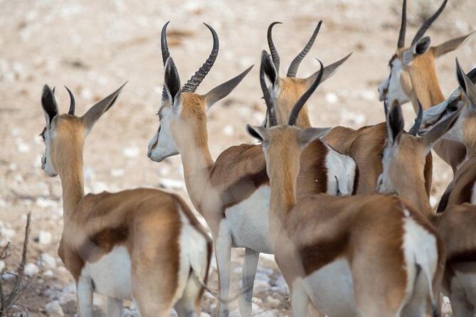 3 Day Etosha Budget Camping Safari - Day 1 in Etosha: gate timing, first drives, and the flood-lit waterhole