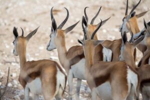3 Day Etosha Budget Camping Safari - Day 2 sunrise to waterhole-hopping: how you maximize Etosha time