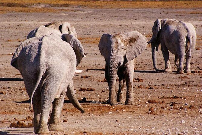 3 Day Etosha Budget Camping Safari - Day 3 back toward Windhoek: final drive odds and Okahandja crafts