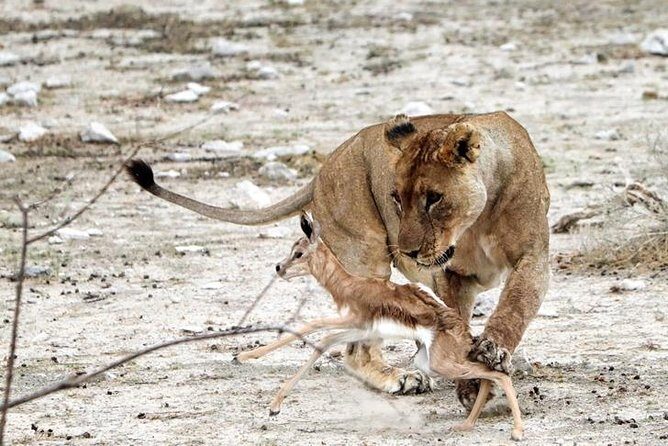 3 Day Etosha Budget Camping Safari - Guide quality is the real multiplier: Simon, Johnny, Anton, Gabriel, and Anthony
