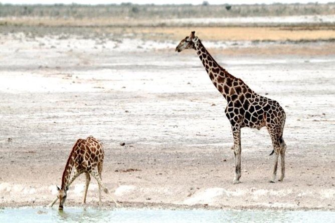 3 Day Etosha Budget Camping Safari - Who this safari fits best (and who should think twice)