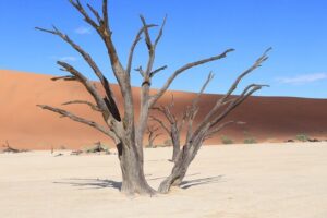 3 Day Sossusvlei Camping Schedule and Sandwich Habor - Day 2: Sossusvlei early start, Big Daddy climb, Deadvlei, then Sesriem Canyon