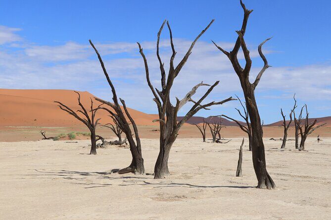3 Day Sossusvlei Camping Schedule and Sandwich Habor - Day 3: Sandwich Harbour and the Walvis Bay Wetlands shift the mood