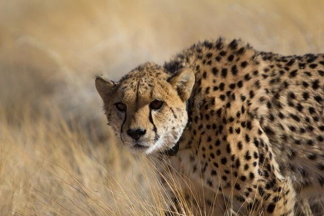 3-Day Sossusvlei Express Accommodated Safari from Swakopmund - Packing and comfort tips for a desert sprint