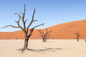 3 Days Amazing Red Dunes of Sossusvlei | Private Guided Tour - Private touring from Windhoek: the real value is time