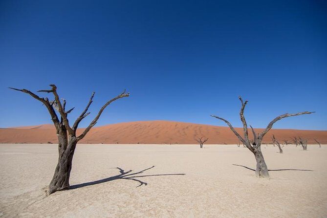 4-Day Swakopmund And Sossusvlei Accommodated Adventure from Windhoek - Day 4: Solitaire open-vehicle cheetah tracking and conservation learning