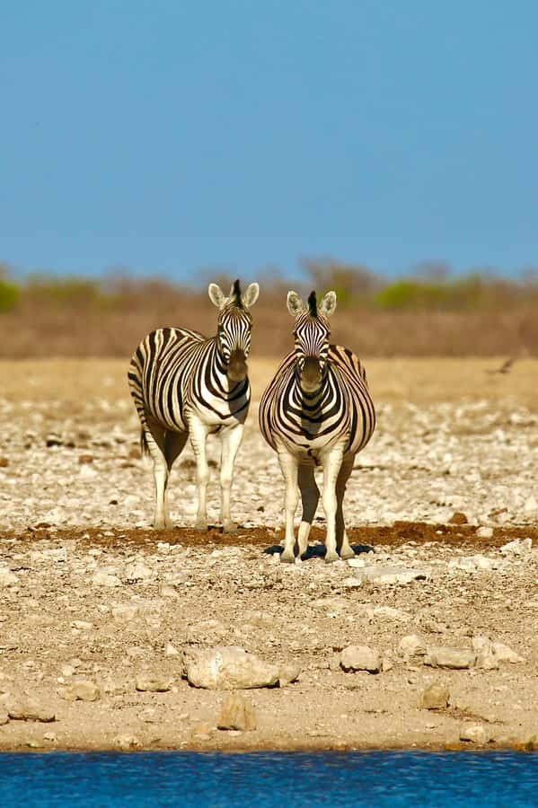 5 days Sossusvlei, Swakopmund and Spitzkoppe Camping - From Windhoek pickup to your first desert night at Solitaire