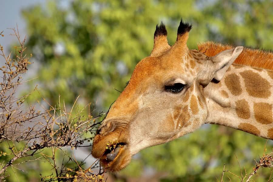 5 days Sossusvlei, Swakopmund and Spitzkoppe Camping - Deadvlei to Sesriem Canyon: the value of time in the park