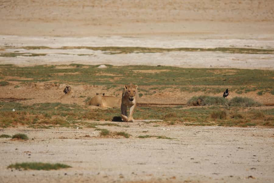 5 days Sossusvlei, Swakopmund and Spitzkoppe Camping - Okahandja wood carvings and your Windhoek arrival