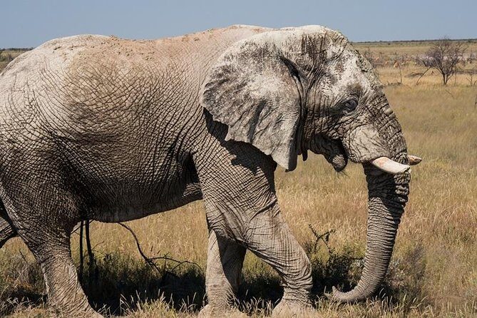 6-Day Dunes and Wildlife Accommodated Safari from Windhoek - Etosha National Park: predators first, then waterhole time