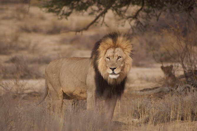 6 Day Private Guided Accommodated Namibian Loop - Day 1: From Windhoek to Etosha via Andersson Gate and Night Waterholes