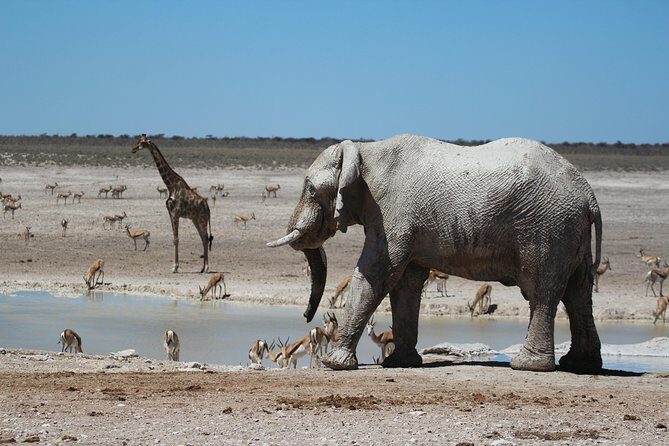 6 Day Private Guided Accommodated Namibian Loop - Day 2: Etosha’s Full-Day Waterhole Circuit and the Meaning of Etosha Pan