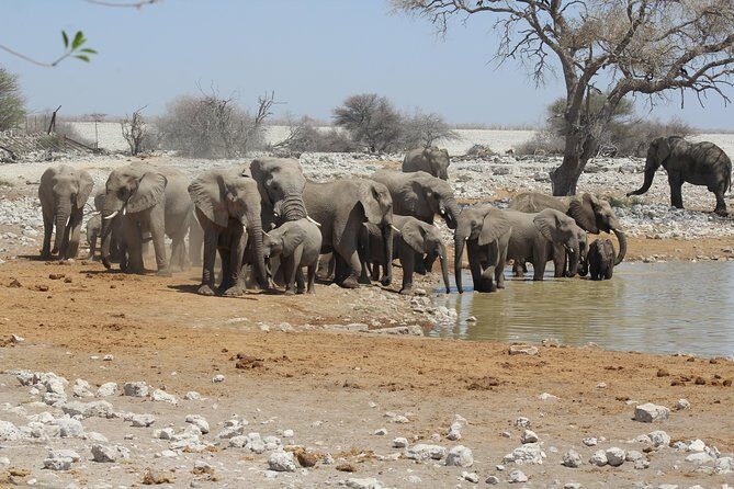 6 Day Private Guided Accommodated Namibian Loop - Price and Value: What $2,126.46 Covers (and Why It Can Still Be Worth It)