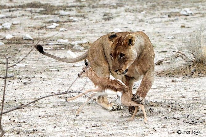 6 Day Sand, Sea & Etosha Budget Camping Safari - Camping practicalities: what to pack so the budget feels comfortable