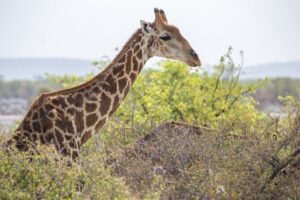 7 Day Northern Namibia and Skeleton Coast Camping Safari - Windhoek Start: Markets, Rhino Work, and a Sunset Drive