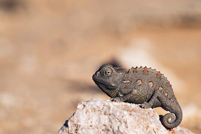 7 Day Northern Namibia and Skeleton Coast Camping Safari - Mount Etjo and Rhino-Trust Context: Why It Matters Before Etosha