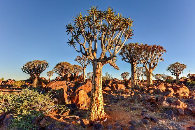 7 Day Southern Namibia and Sossusvlei Camping Safari - Fish River Canyon at Hell’s Bend and Quiver Tree stars