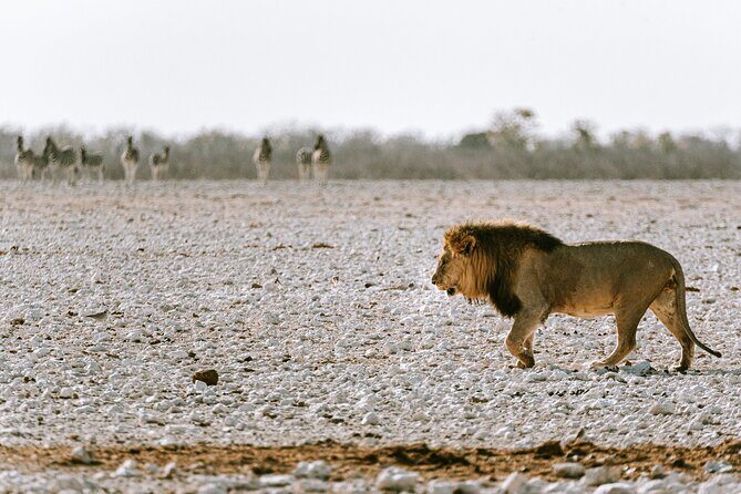 9 Day Canyons, Dunes & Wildlife Camping and Lodge Safari - Namib Desert classics: Dune 45, Sossusvlei, Dead Vlei, and Sesriem Canyon