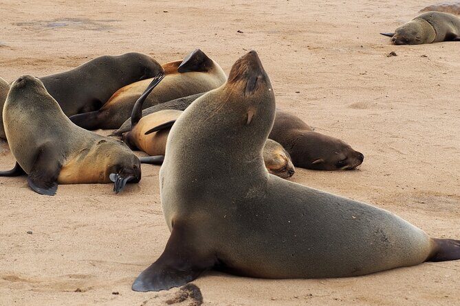 9 Day Etosha, Skeleton Coast and Sossusvlei Camping and Lodge Safari - Day 7: Swakopmund adrenaline options, then Capricorn to Desert Camp