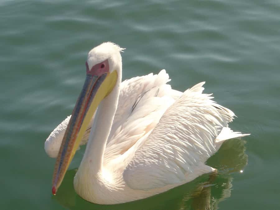 Catamaran Dolphin Cruise and Sandwich Harbour Tour - Key things that make this day tick