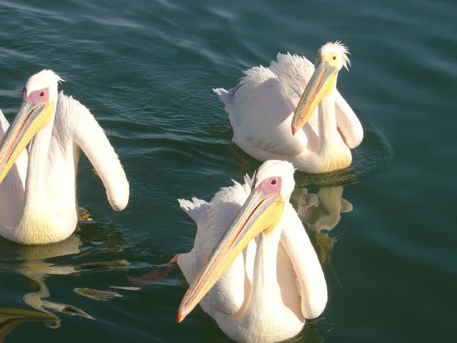 Catamaran Dolphin Cruise and Sandwich Harbour Tour - From Swakopmund Pickup to Pelican Point: the day’s pacing