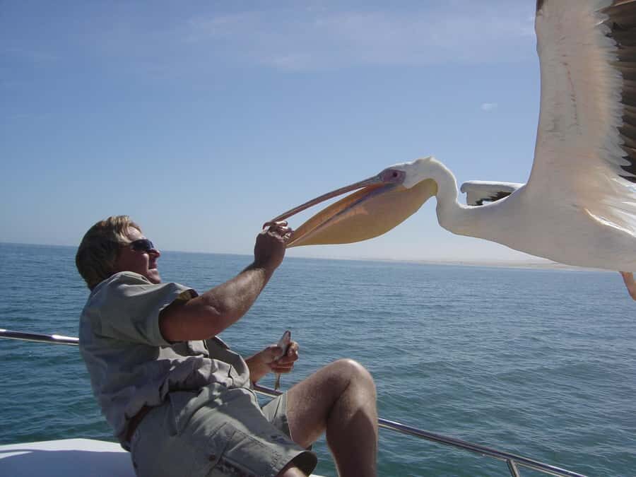 Catamaran Dolphin Cruise and Sandwich Harbour Tour - The lighthouse view: seeing Pelican Point from the water