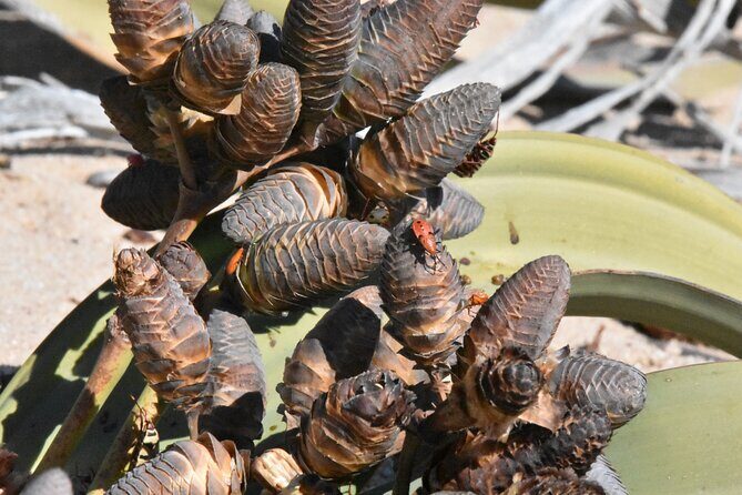 Cruise liner Special: Swakopmund and Namib Desert Highlights - Welwitschia Plains: The Two-Leaf Plant That Lasts Centuries