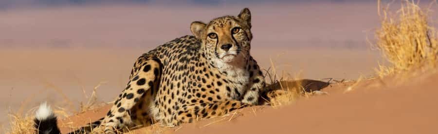 Discover the Roots of N/a'ankuse - A feeding Day Tour - Naankuse Feeding Tour: What Makes It Different From a Game Drive