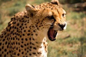 Discover the Routes of N/a’an ku sê. - The wildlife drive: where your photos and spotting skills come in