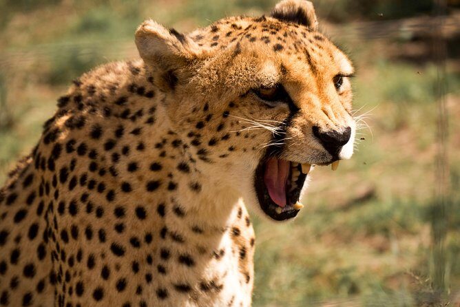 Discover the Routes of N/a’an ku sê. - The wildlife drive: where your photos and spotting skills come in