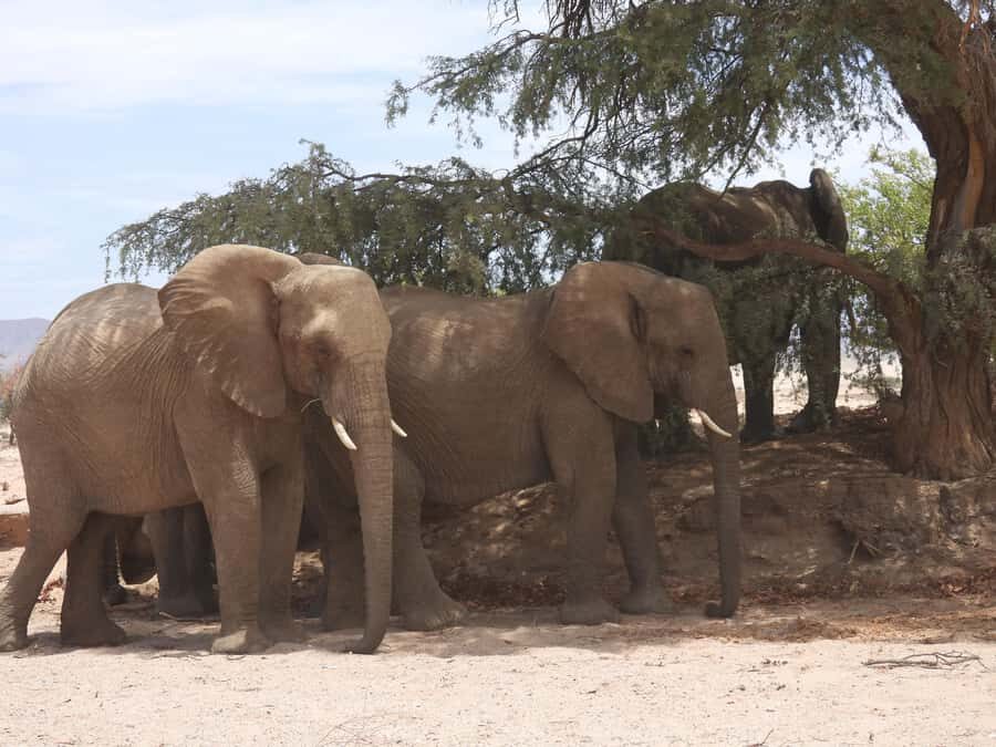 Elephant Adventure with Herson - a native of Damaraland - Key things to know before you go