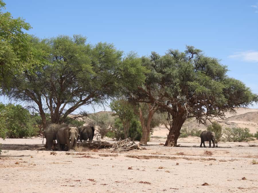 Elephant Adventure with Herson - a native of Damaraland - Your 4x4 self-drive with Herson in Kunene Region